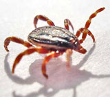 تب خونریزی دهنده کریمه-کنگو